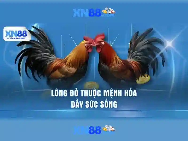 Giới Thiệu XN88