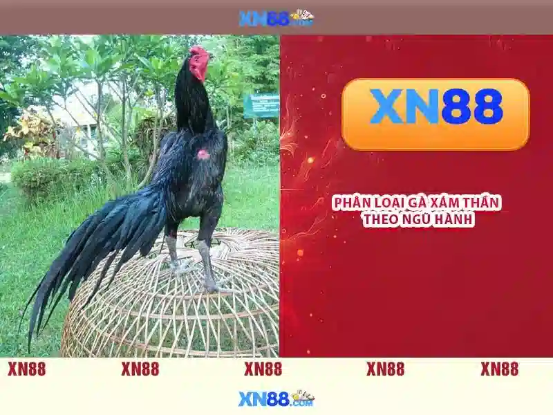Hướng dẫn đăng nhập XN88