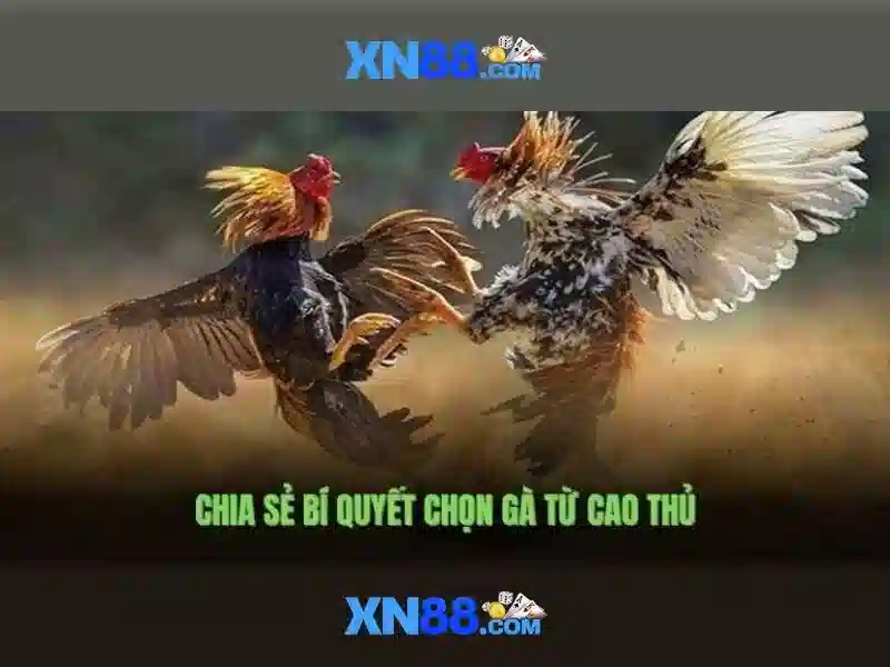Khuyến Mãi XN88
