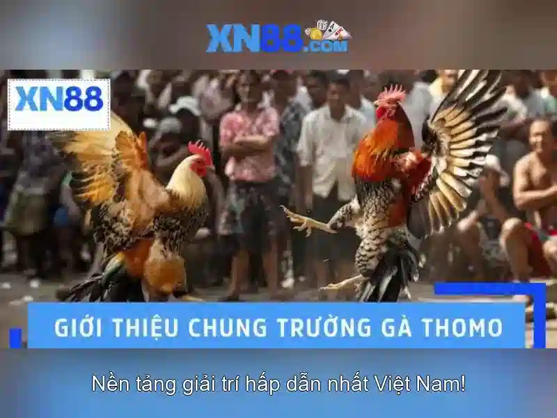 Từ Chối Trách Nhiệm XN88