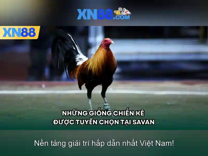 Tại Sao Nên Đăng Nhập XN88 Ngay Hôm Nay