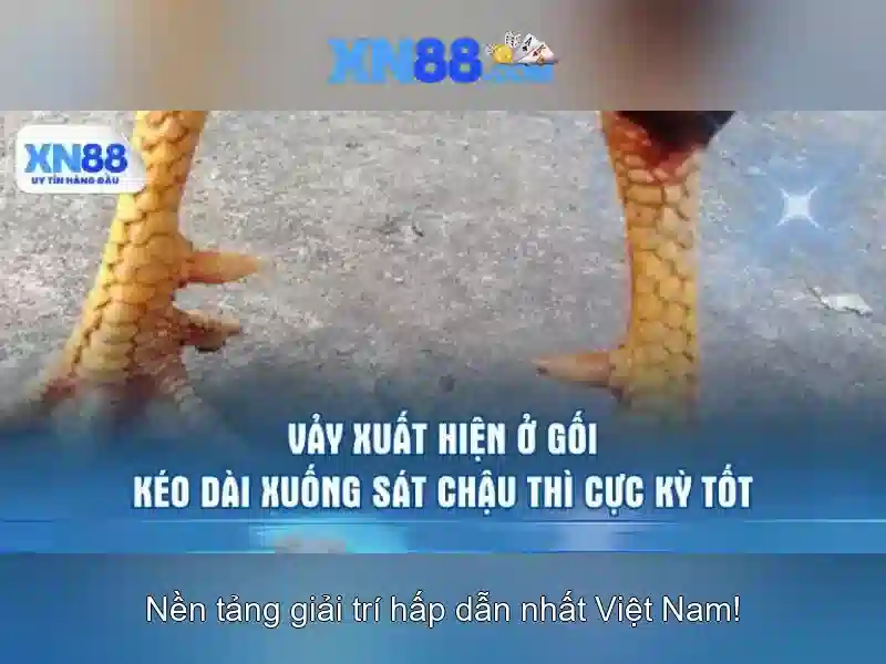 Khuyến Mãi XN88